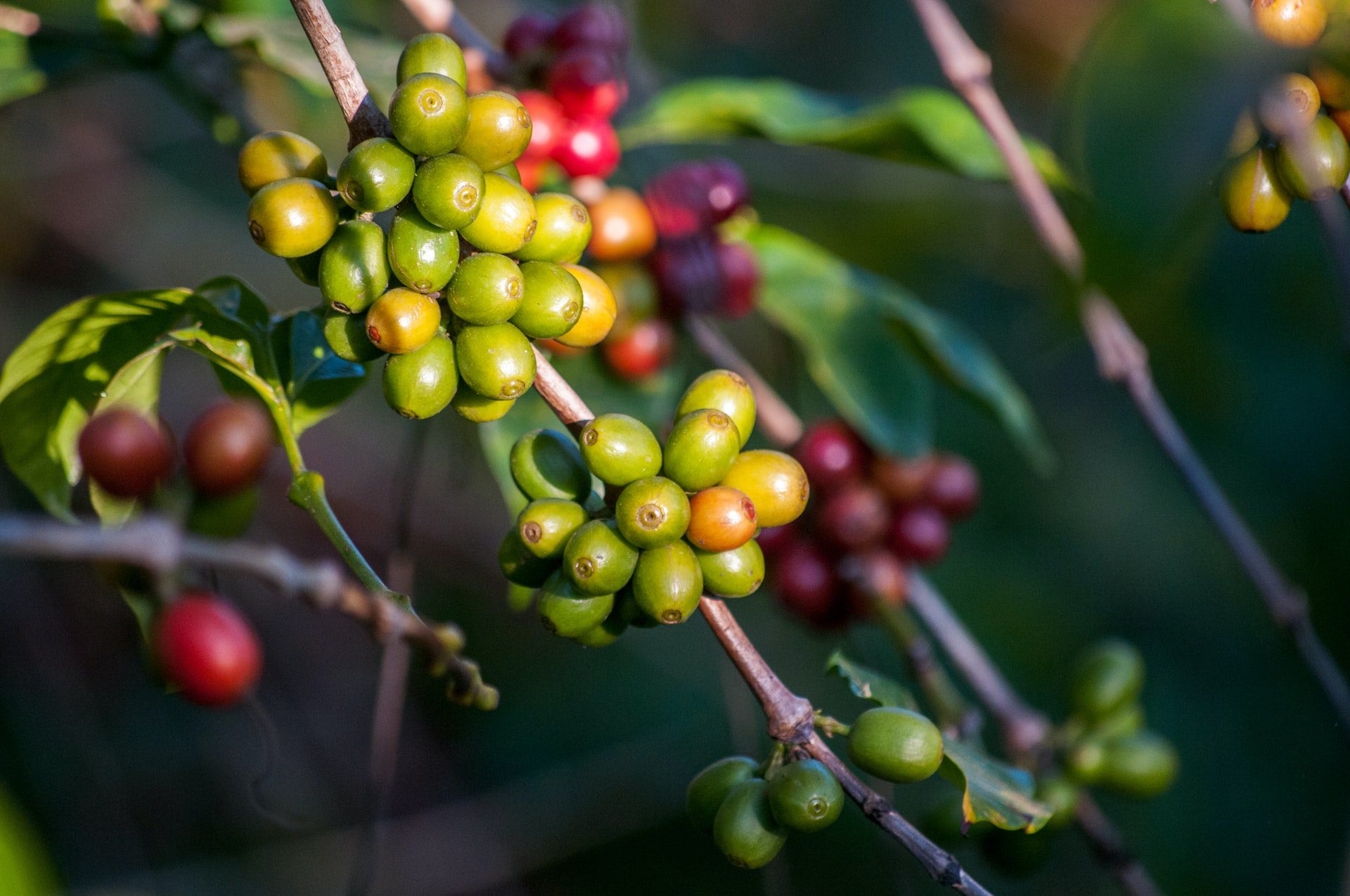 Photo of Organic Green Coffee Beans for Weight Loss