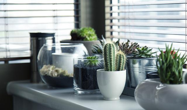 Photo of   13 Best Indoor Plants According to Interior Designers