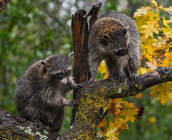 Photo of Why Are Wildlife Removal Services In Denton Significant?