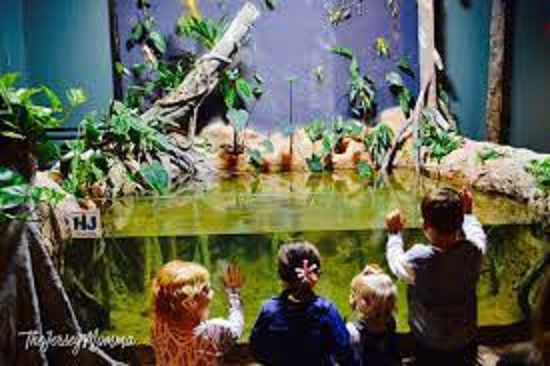 Photo of Celebrate Your Child’s Special Day with A Turtle Back Zoo Birthday Party